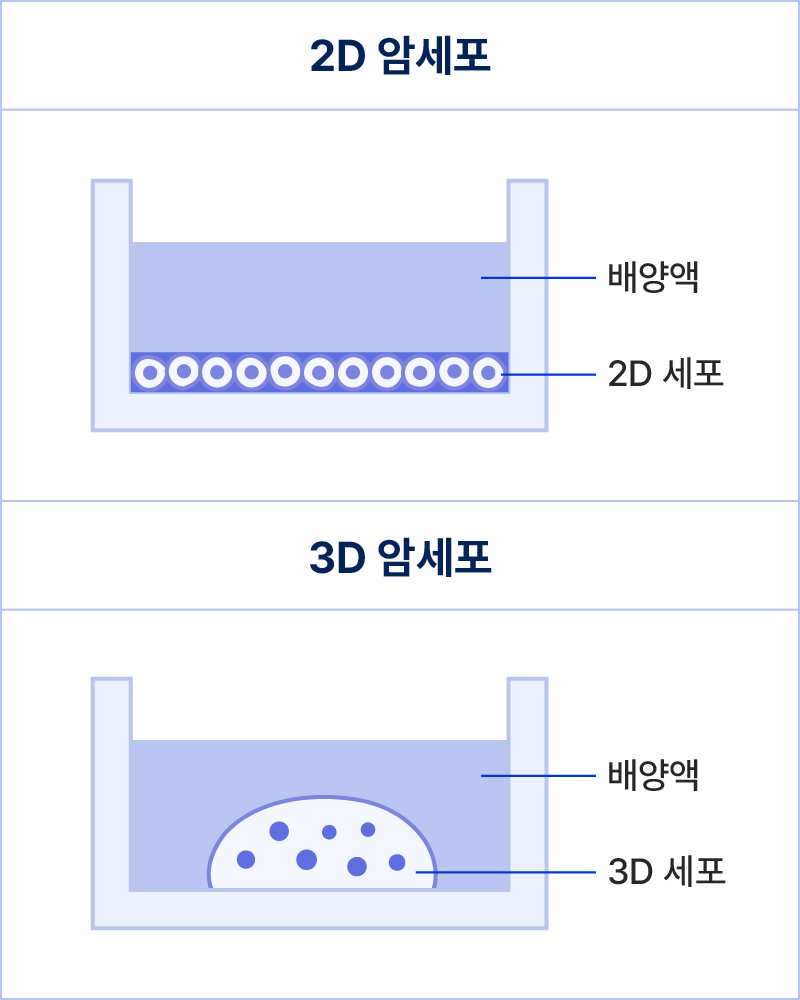 약물의 효능과 안전성을 평가하기 위해 실험실 환경에서 배양되는 2D 세포와 3D 세포(오가노이드)